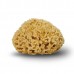 Cocoon Jūros Kempinė Honeycomb 12 cm