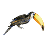 rafithetoucan_wallstories_thatsmine.png